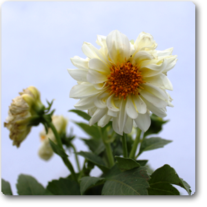Dahlia (White) - Plant ( Buy 1 Get 1 Free )